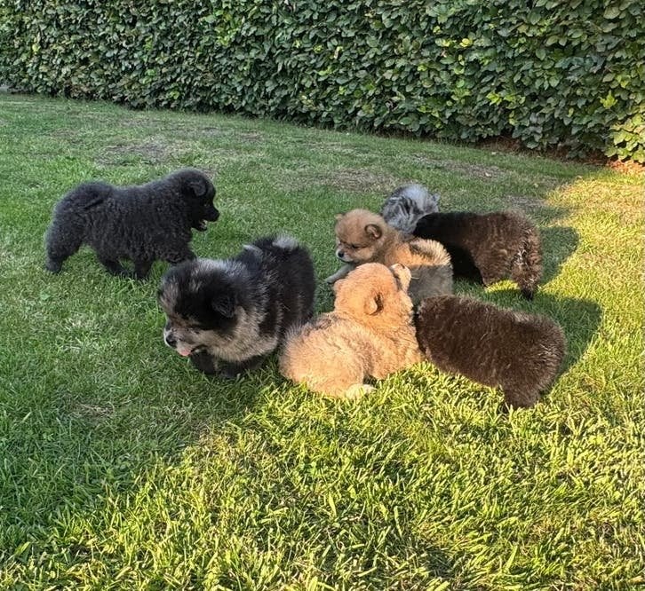 teddydog, mini chowchow, bearface teddy pups, Dieren en Toebehoren, Overige rassen, 8 tot 15 weken, Meerdere, Meerdere dieren