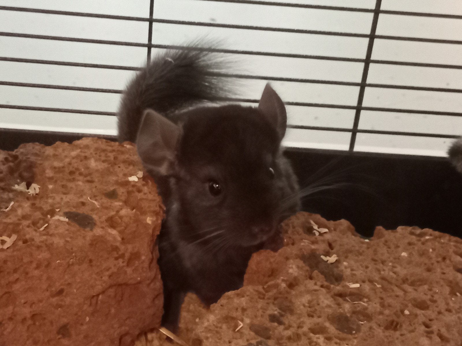 Chinchilla s broers en Duitse reus zwart, Dieren en Toebehoren, Knaagdieren, Februari, Meerdere dieren, Chinchilla