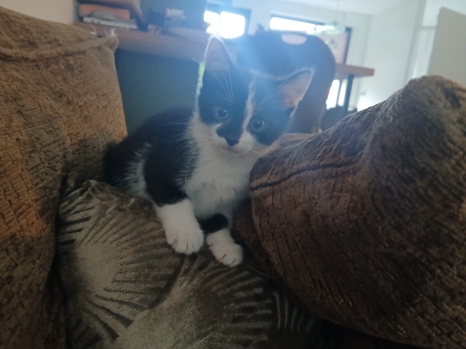 kittens. Vandaag op te halen 8 weken