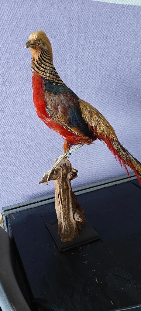 Opgezette Goudfazant, Ophalen, Gebruikt, Vogel, Opgezet dier