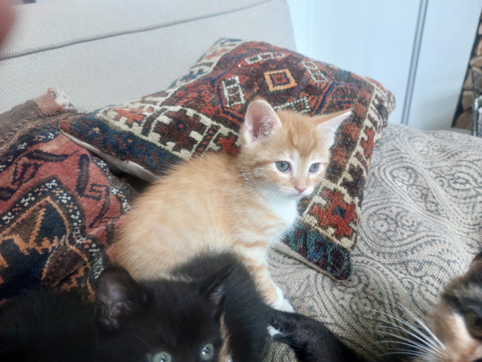 Lieve kittens aangeboden!, Dieren en Toebehoren, Katten en Kittens | Overige Katten, Kater, Kortharig, 0 tot 2 jaar