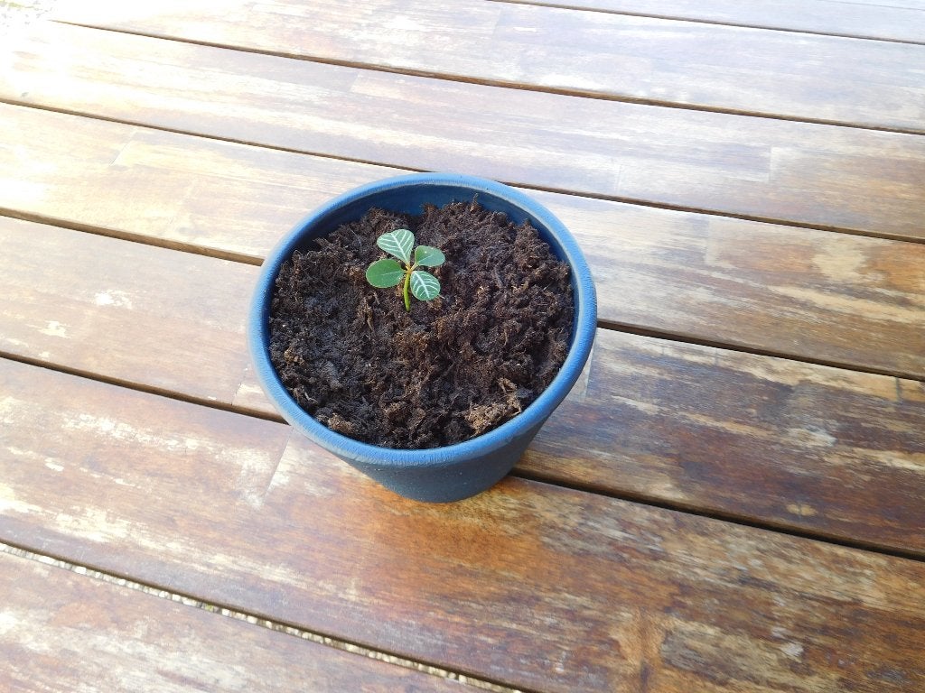 Stekje Madagascar Jewel in sierpot, Huis en Inrichting, Ophalen, Overige soorten, Halfschaduw, Minder dan 100 cm