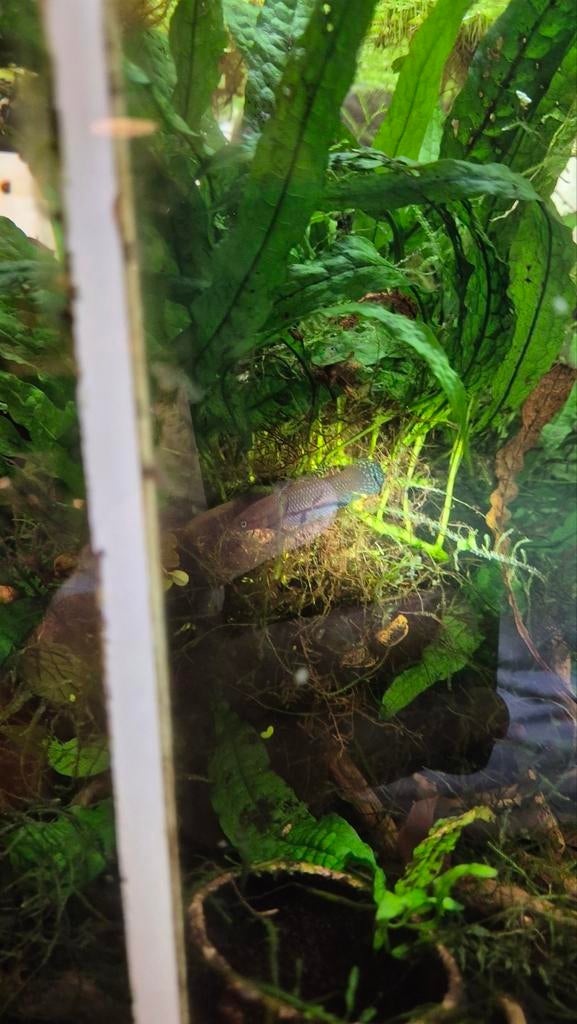 Koppeltje jonge betta hendra gourami aquarium vis, Vis, Zoetwatervis
