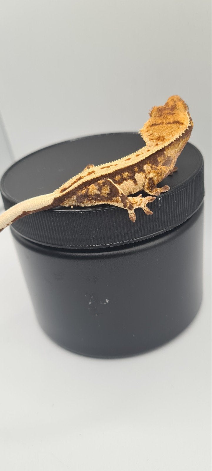 wimpergekko, Dieren en Toebehoren, Hagedis, 0 tot 2 jaar