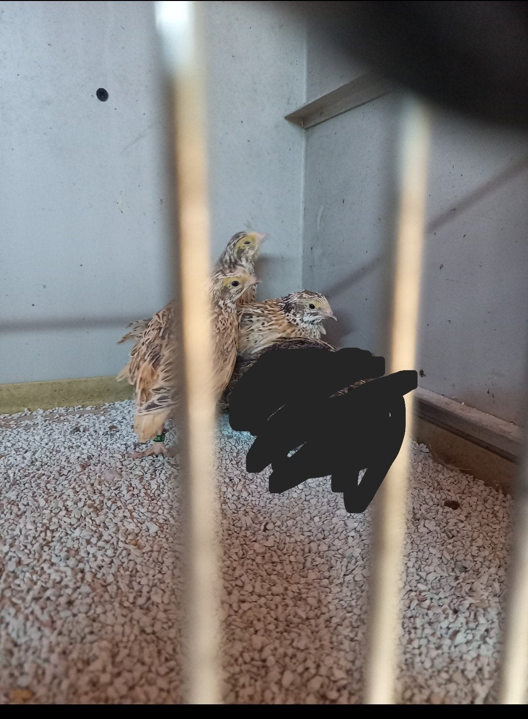 Koppel mutatie geel Europese kwartels, Dieren en Toebehoren, Meerdere dieren, Geringd