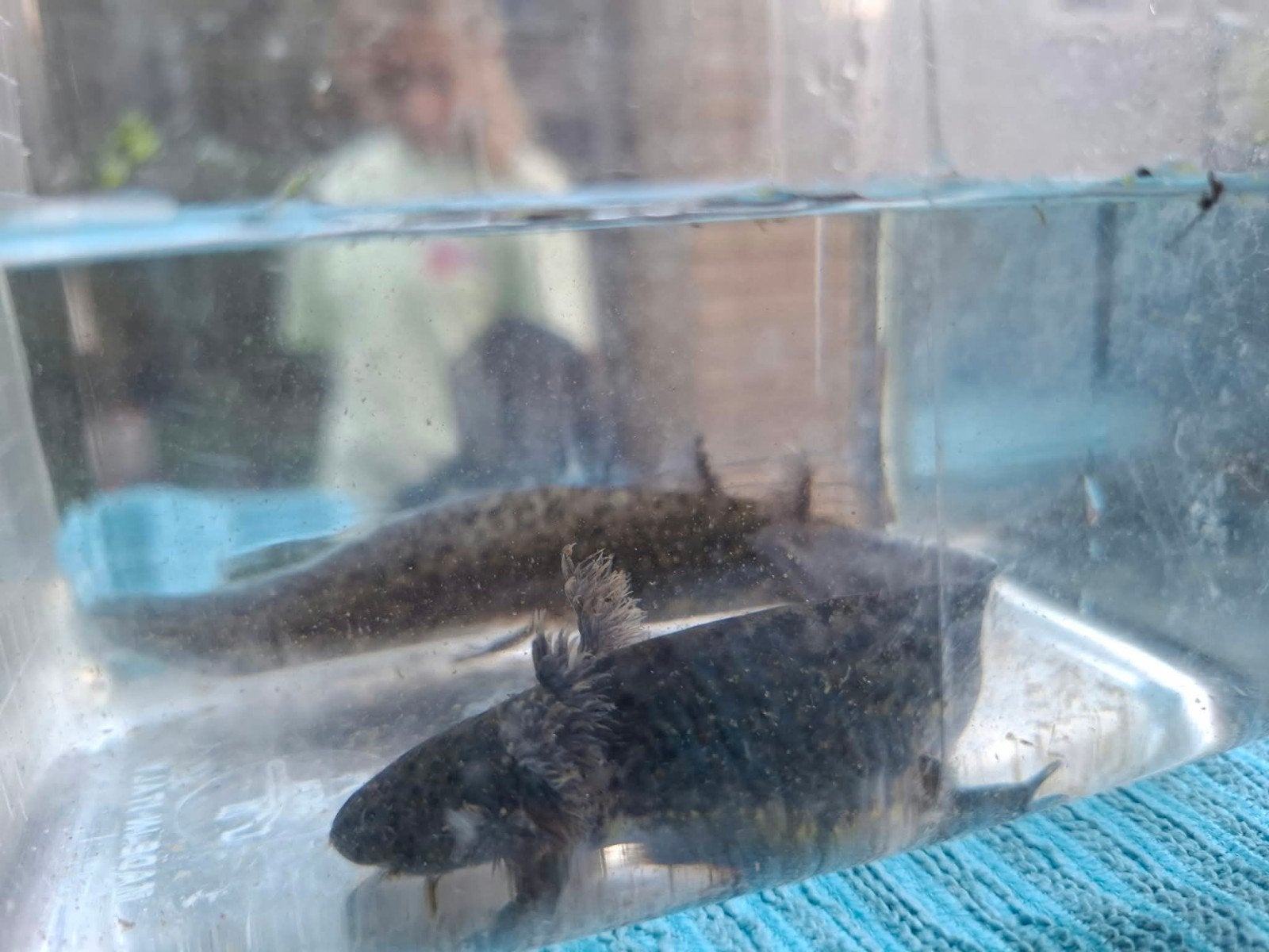 Axolotl wildkleur, Amfibie, 0 tot 2 jaar