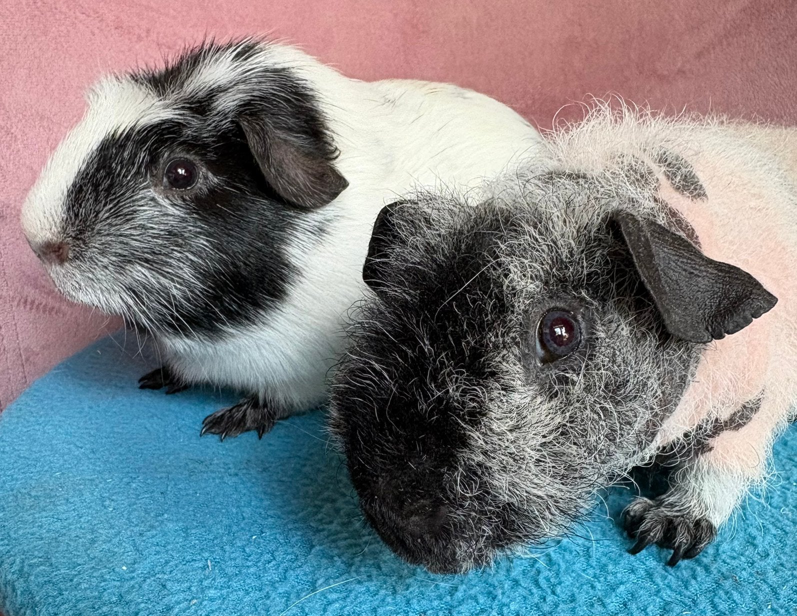 Skinny drager en skinny cavia dalmatier beertjes, Cavia, Mannelijk, Juli, Tam