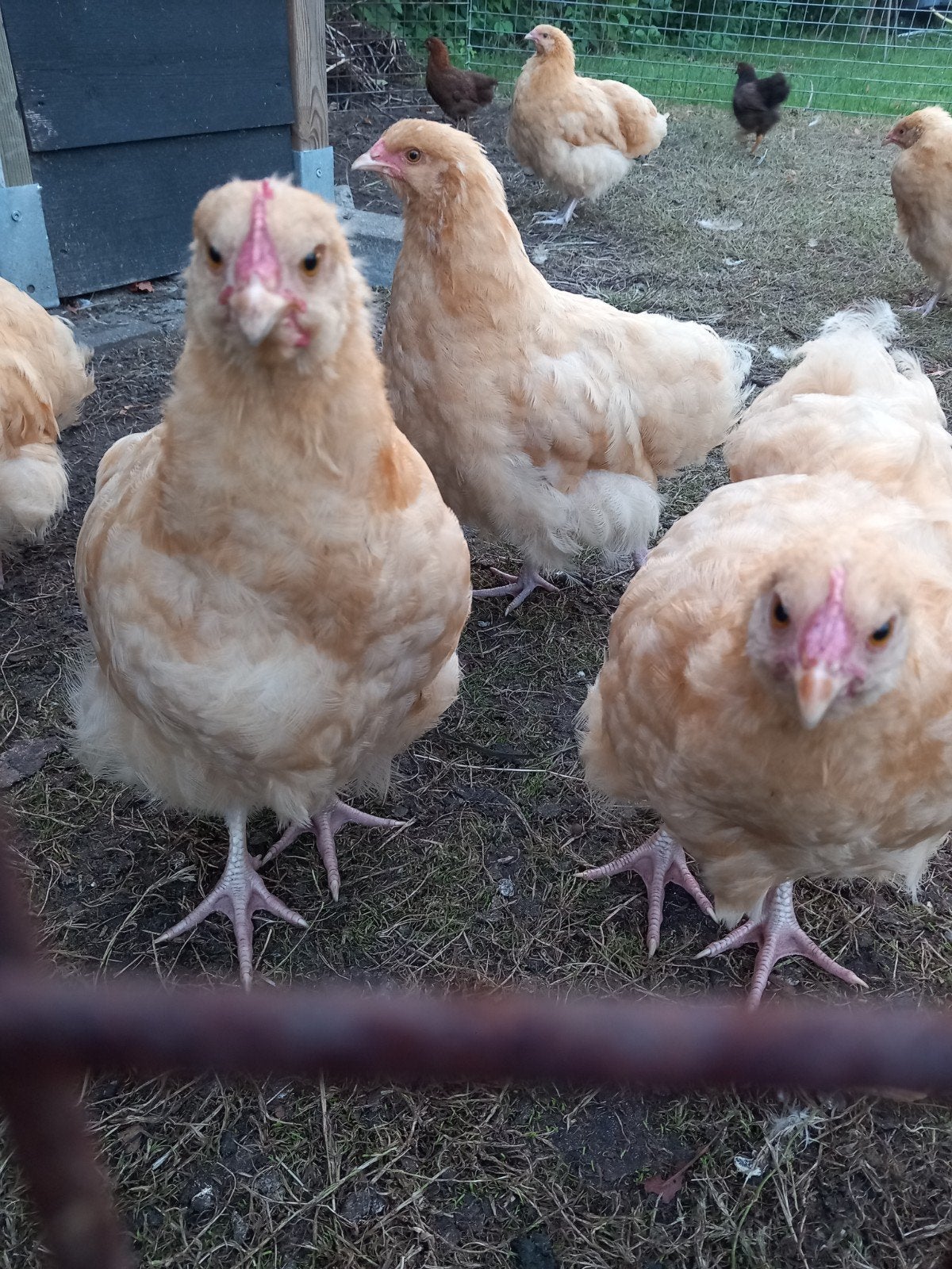 Orpington buff kippen, Meerdere dieren, Kip
