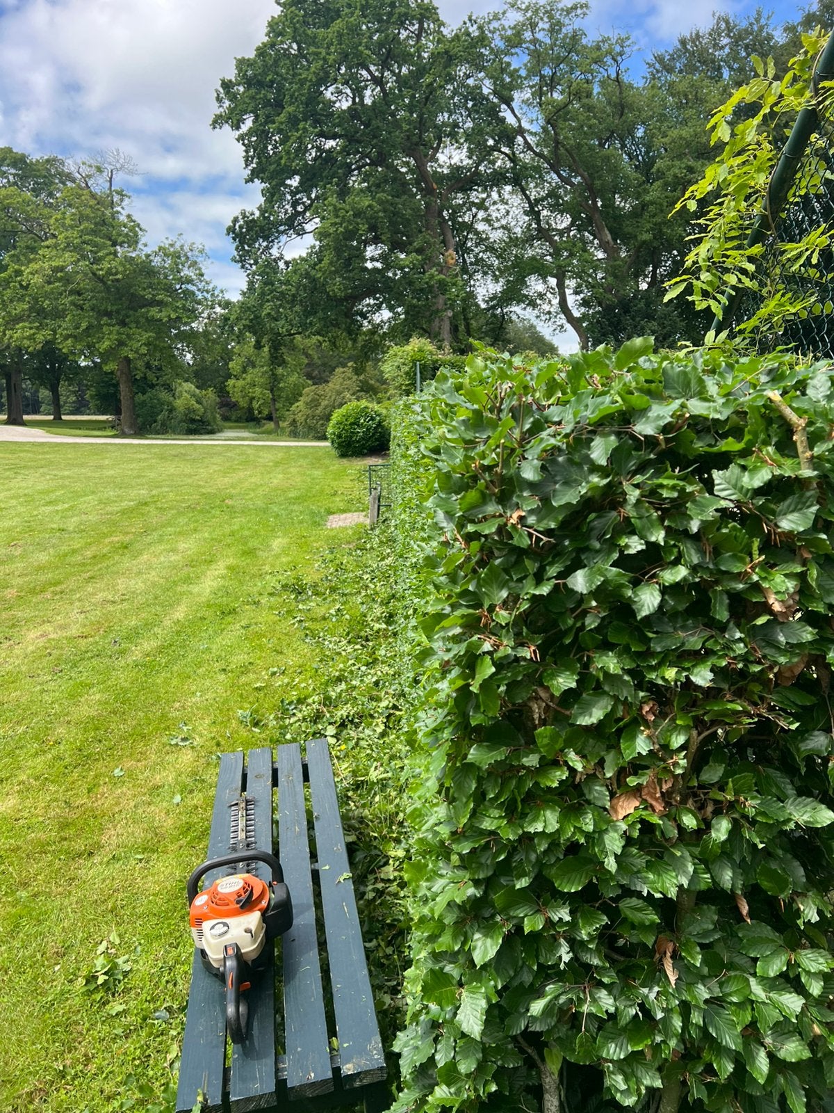 Hagen snoeien steenwijkerland, Tuin en Terras, Planten | Struiken en Hagen, Ophalen of Verzenden, Overige soorten, Minder dan 100 cm