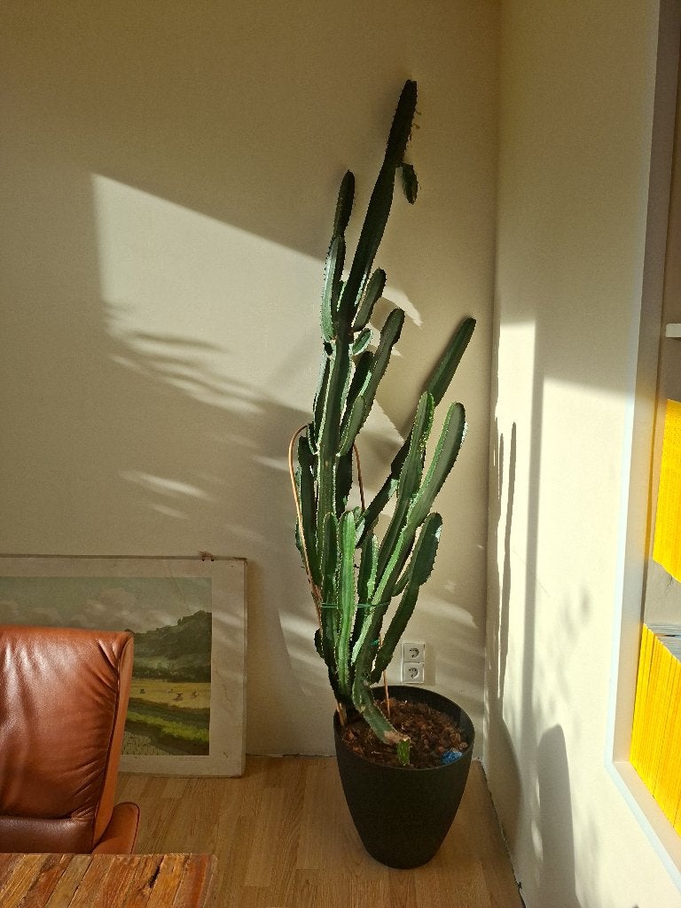 Euphorbia trigona, cowboy cactus ofwel woestijn kaars, Ophalen, Overige soorten, Halfschaduw, In pot