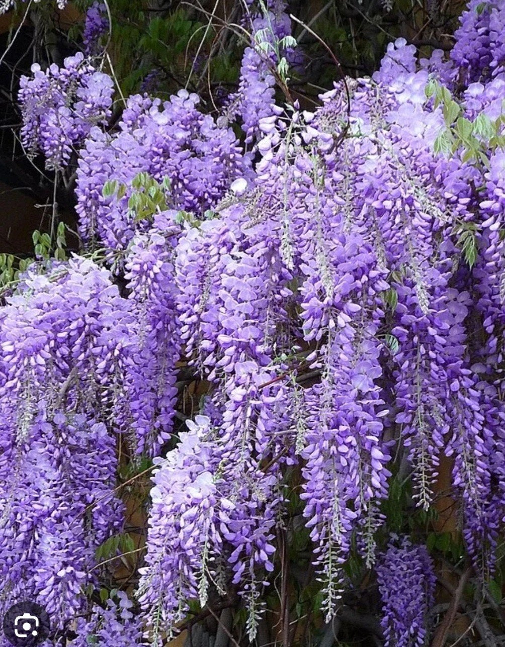 Blauwe regen (Wisteria) - Prachtige klimplant, Ophalen, Volle zon, Vaste plant, Klimplanten