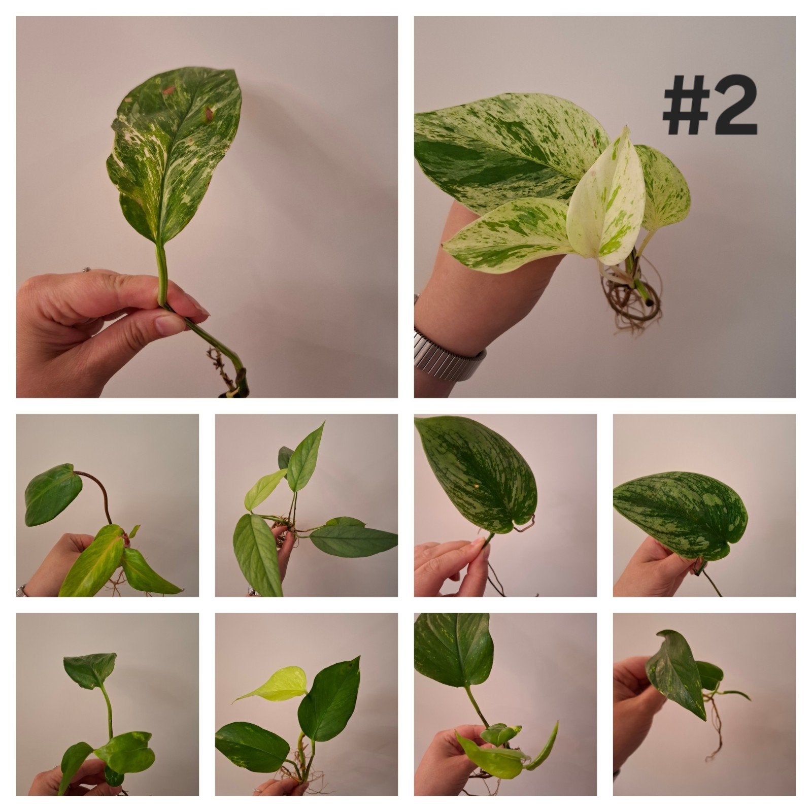 Stekjesbox #2, Ophalen of Verzenden, Overige soorten, Halfschaduw, Minder dan 100 cm