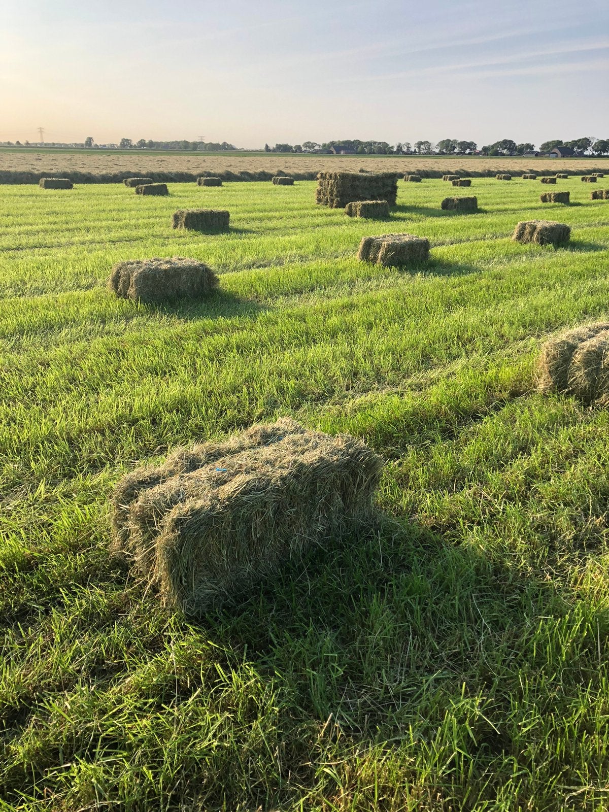 Hooi voor paarden, Dieren en Toebehoren, Dierenvoeding, Ophalen of Verzenden, Vee