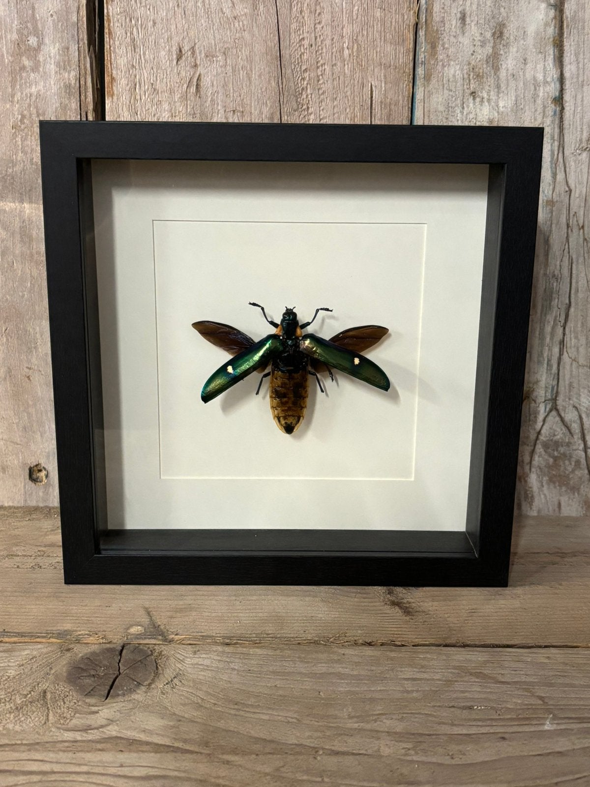 Mooie luxe lijst met een grote opgezette Juweelkever, Ophalen of Verzenden, Nieuw, Insect, Opgezet dier