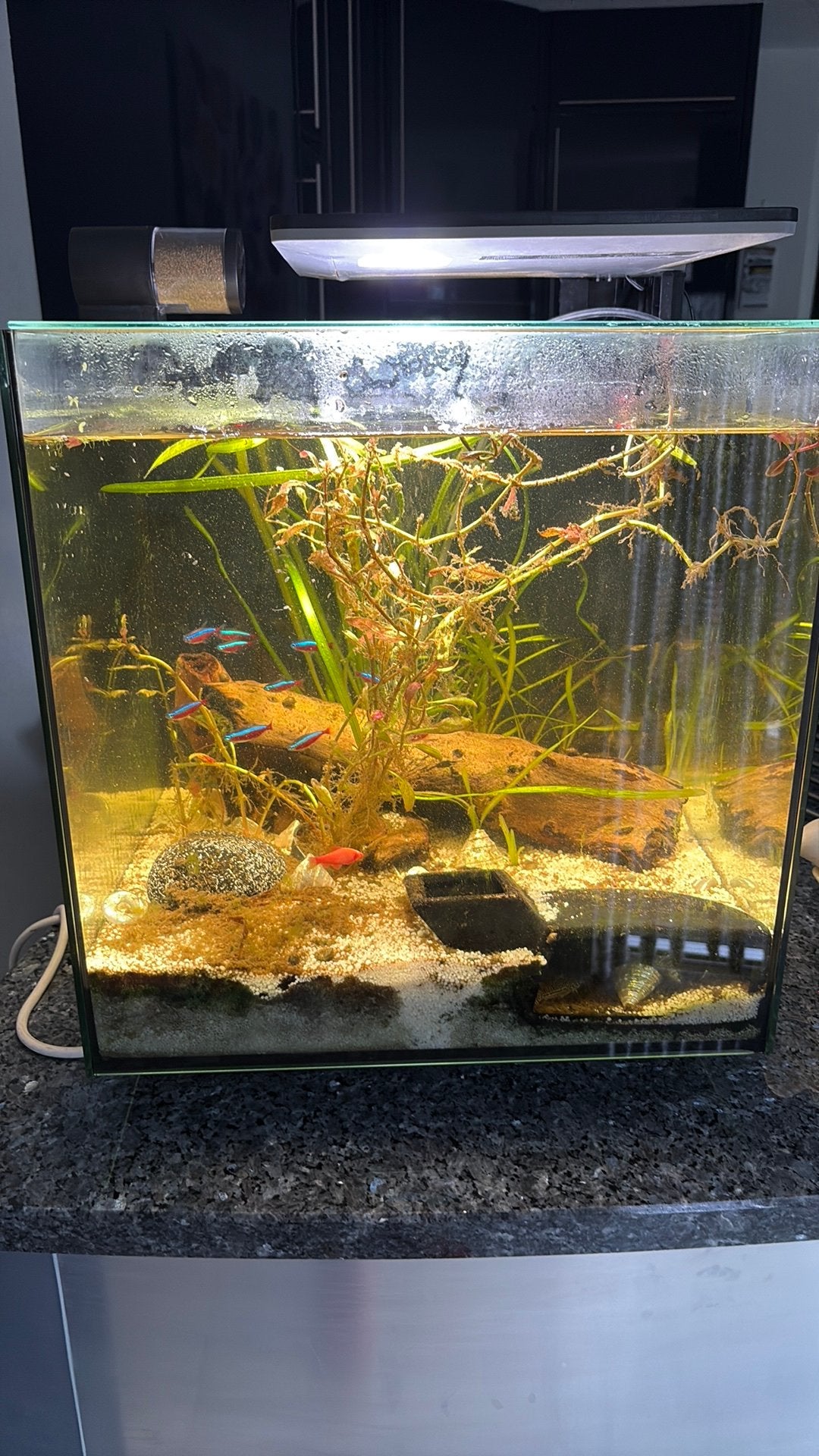 Superfish aquarium, Ophalen, Superfish, Inclusief vissen, Gevuld zoetwateraquarium