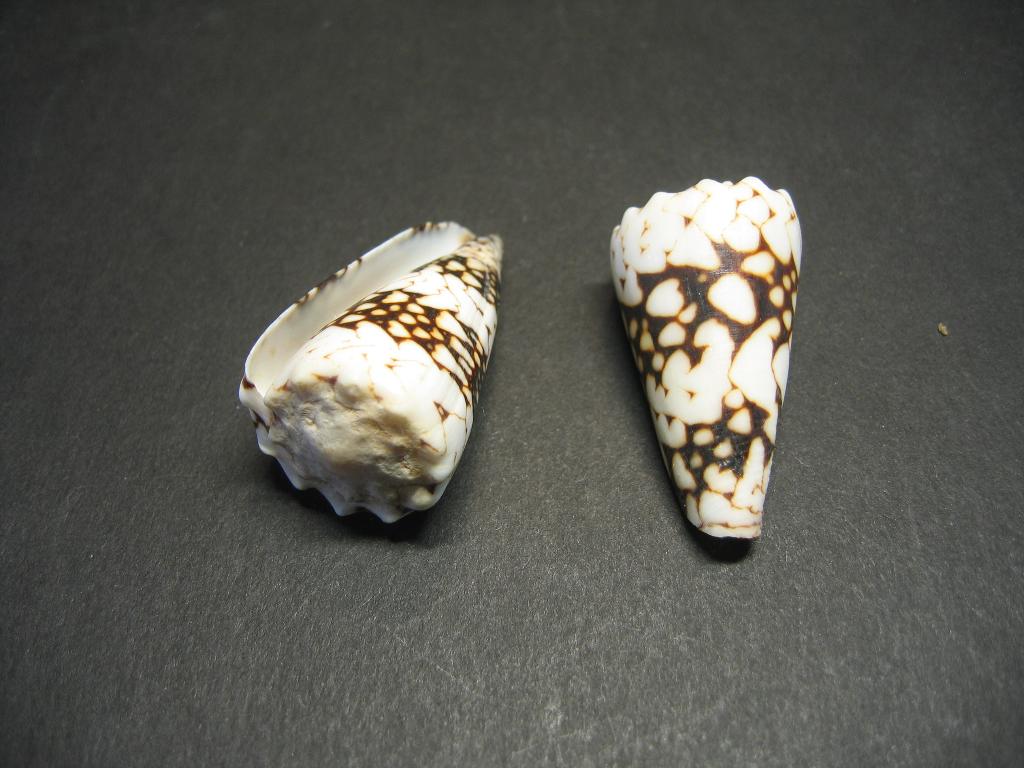Schelpen: Conus vidua  Reeve,  1843.  , Ophalen of Verzenden, Schelp(en)