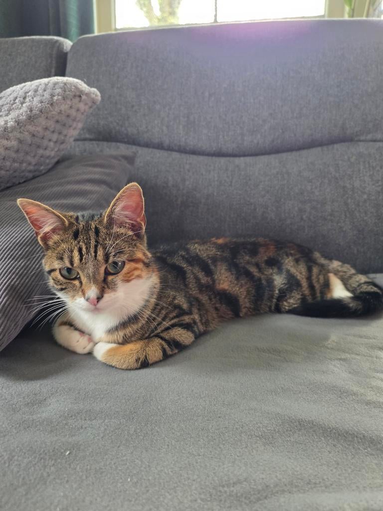 Huisje gezocht voor lieve poes., Poes