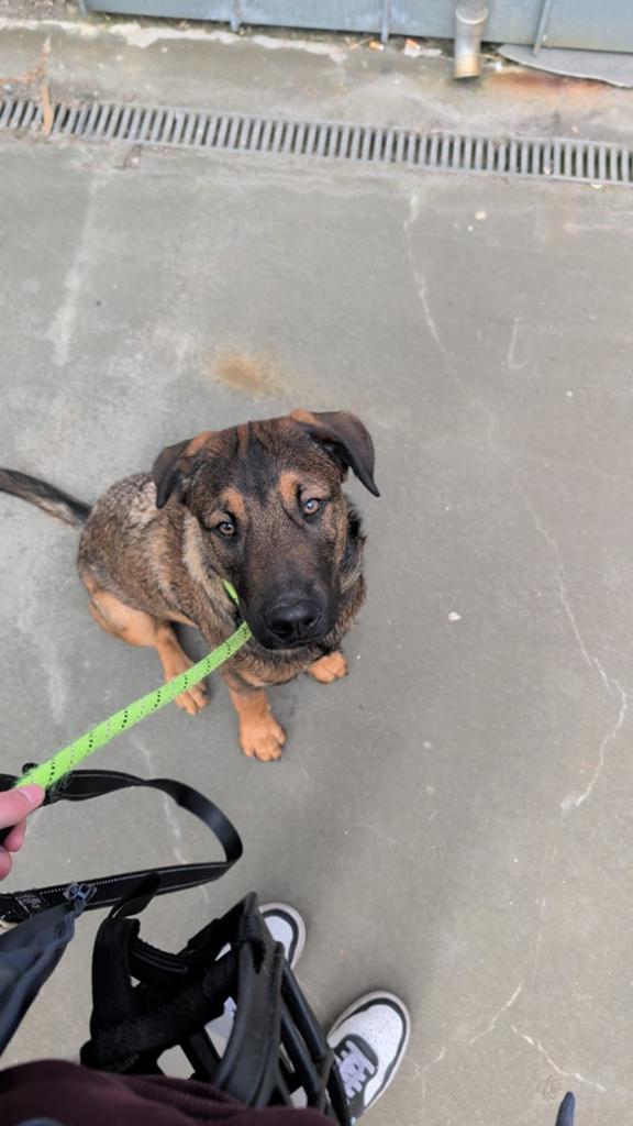 Mechelse herder zoekt baasje, zsm weg, Dieren en Toebehoren, Honden | Herdershonden en Veedrijvers, België, Particulier, HCC (leverziekte)