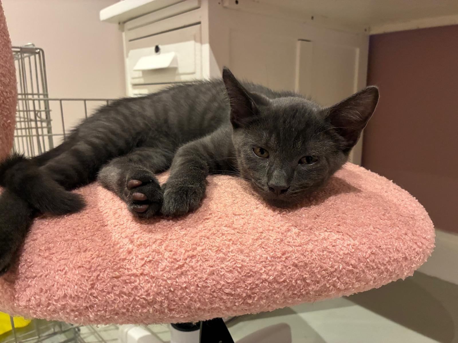 kittens blauwe rus, Meerdere dieren, Gechipt, 0 tot 2 jaar