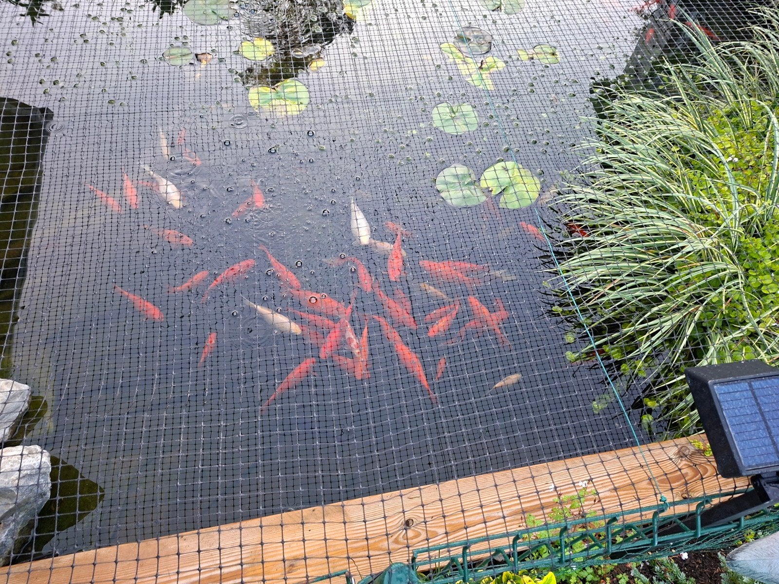 25 goudvissen van 10 tot 25 cm nu 100 euro, Dieren en Toebehoren, Goudvis(sen)