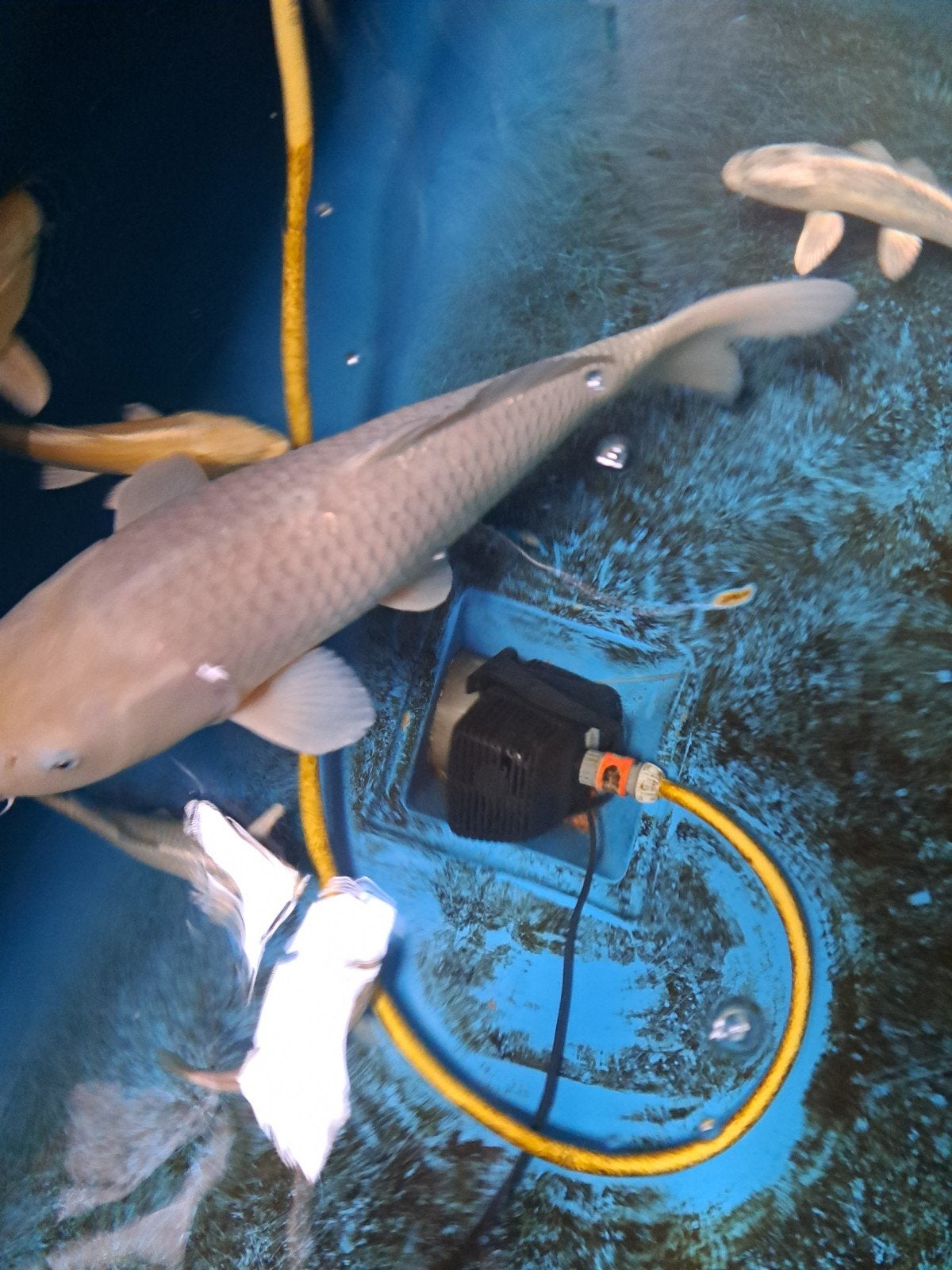 chagoi 70cm+ hirasawa(marusei), Karper of Koi