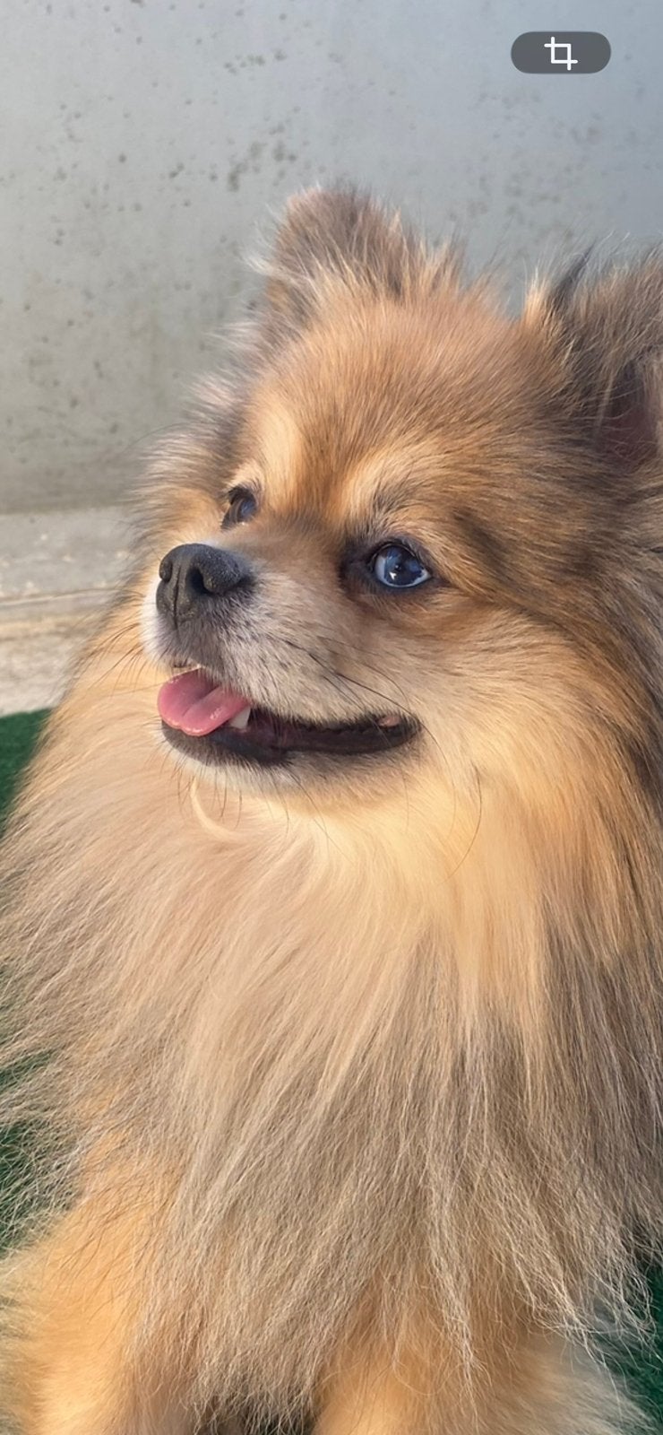 Pomeriaan kruising (training nodig blaffen), Dieren en Toebehoren, Honden | Poolhonden, Keeshonden en Oertypen, Keeshond, Reu