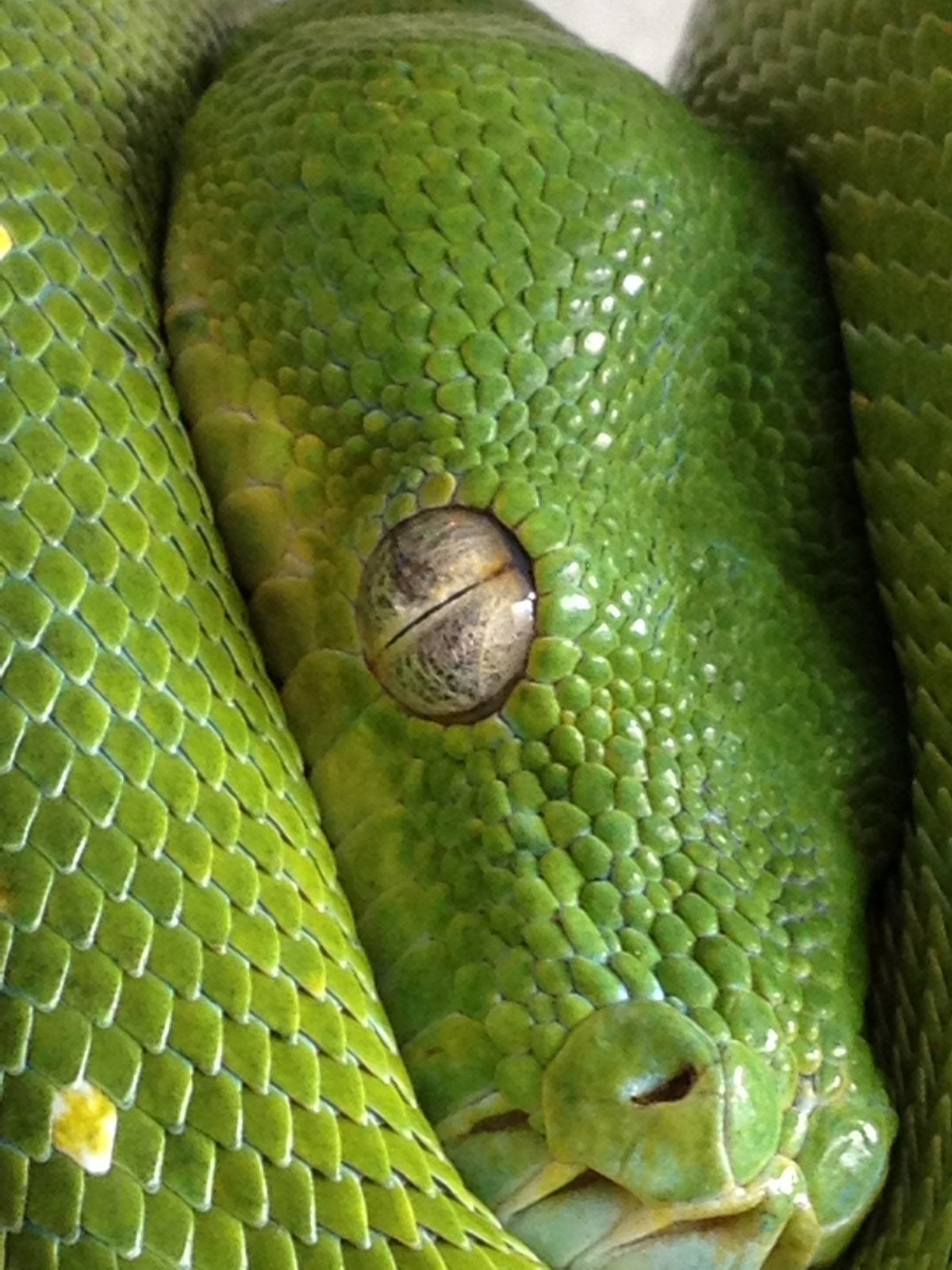 Morelia Viridis