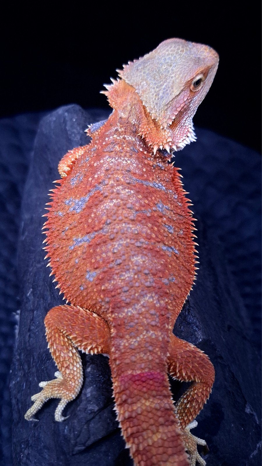 Baardagaam Vrouwen Red Hypo Blue Bar

Red Hypo
Re Bearded Dragon photo 2