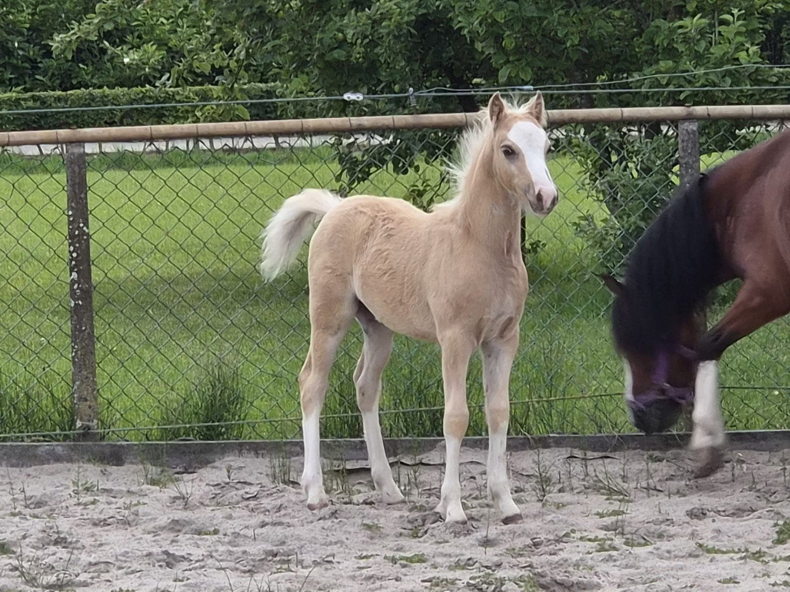 a hengst veulen palomino, Hengst, B pony (1.17m tot 1.27m), 0 tot 2 jaar