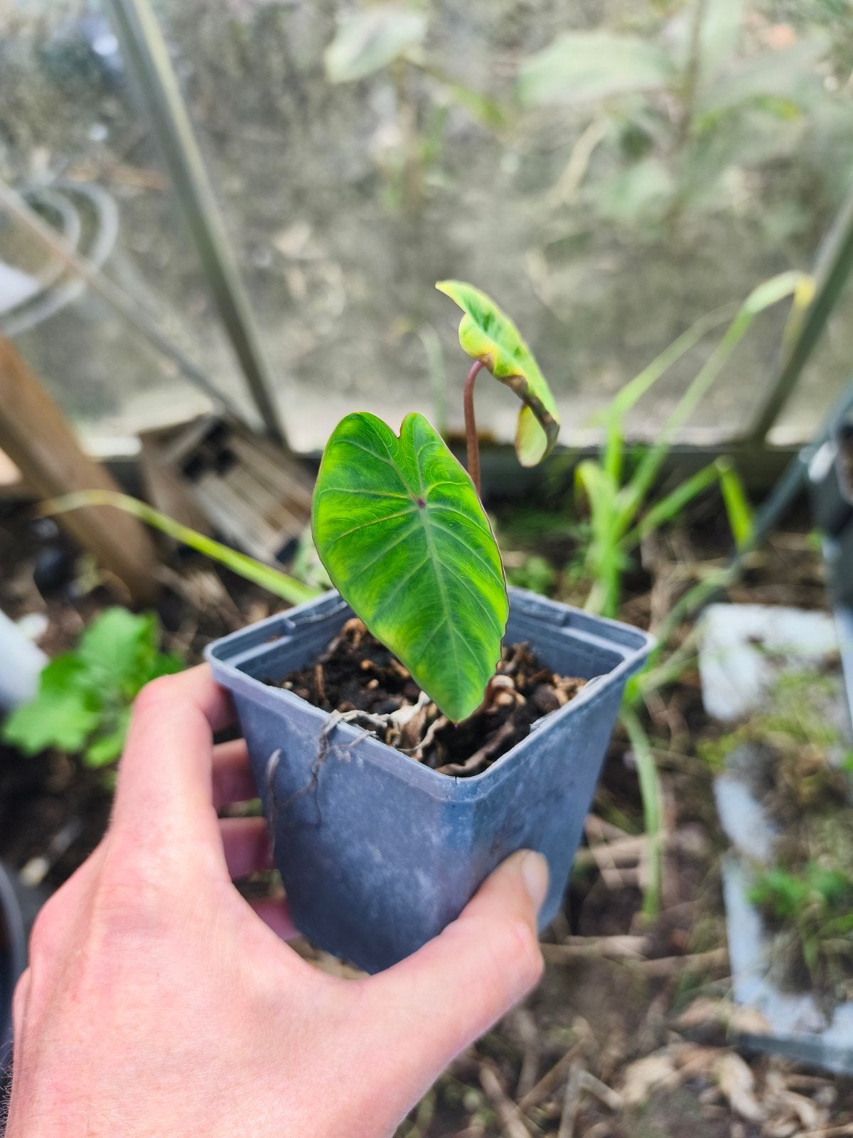 Colocasia pink china p9, Tuin en Terras, Planten | Tuinplanten, Ophalen of Verzenden, Overige soorten, Volle zon