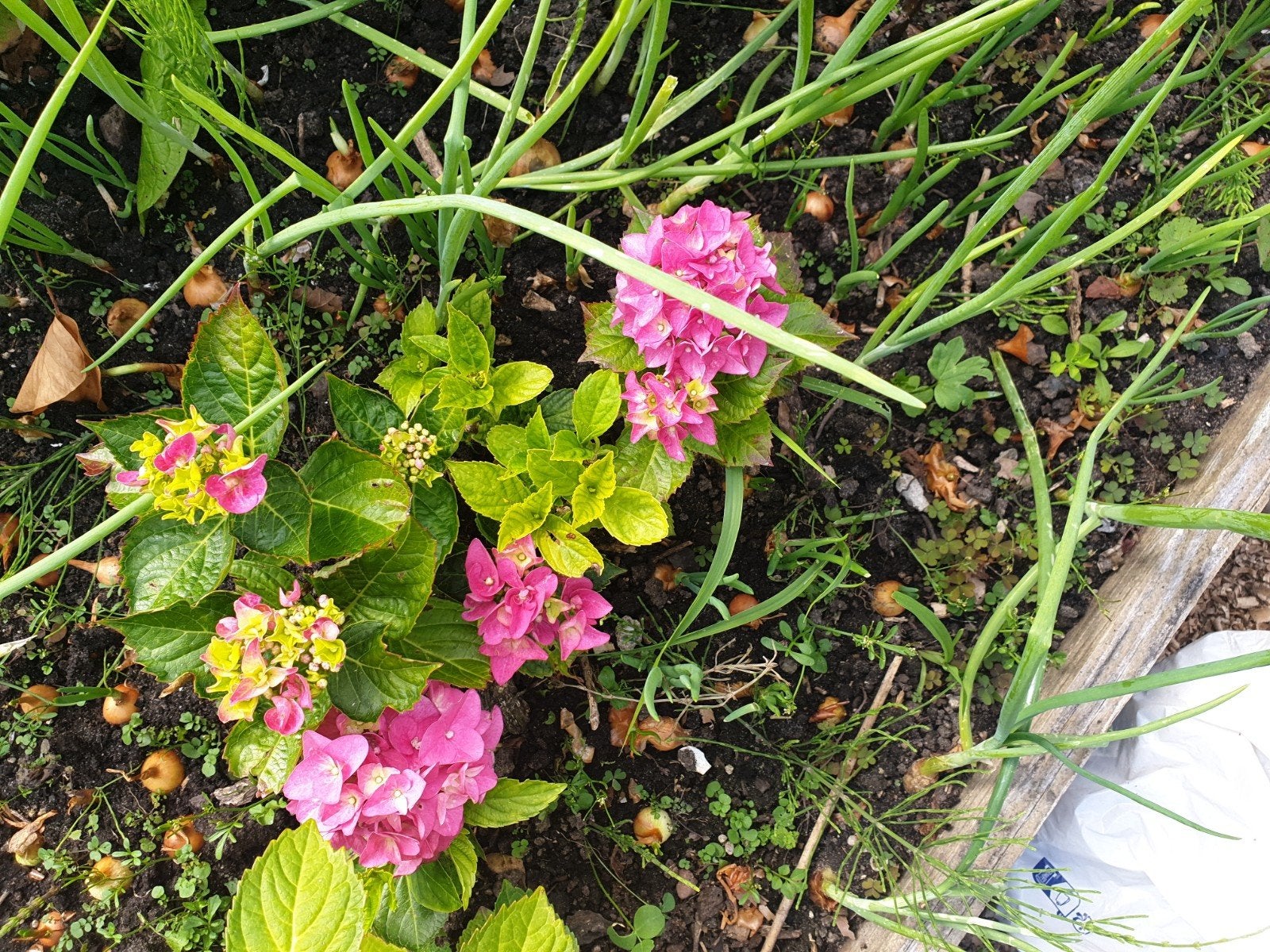 plant, Tuin en Terras, Ophalen of Verzenden, Vaste plant, Overige soorten, Halfschaduw