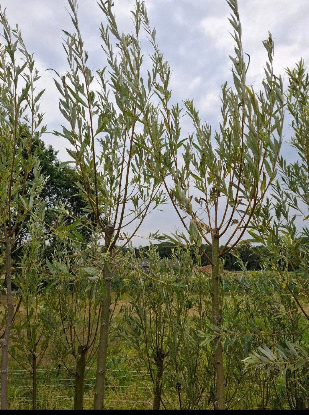mooie knotwilgen te koop, Overige soorten, Zomer, Ophalen, Volle zon