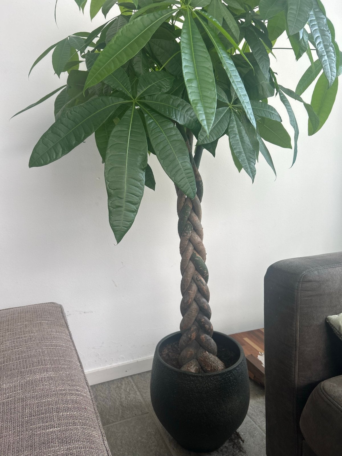 Gevlochten Pachira Aquatica (Geldboom) in pot, Ophalen, 100 tot 150 cm, Overige soorten, Halfschaduw