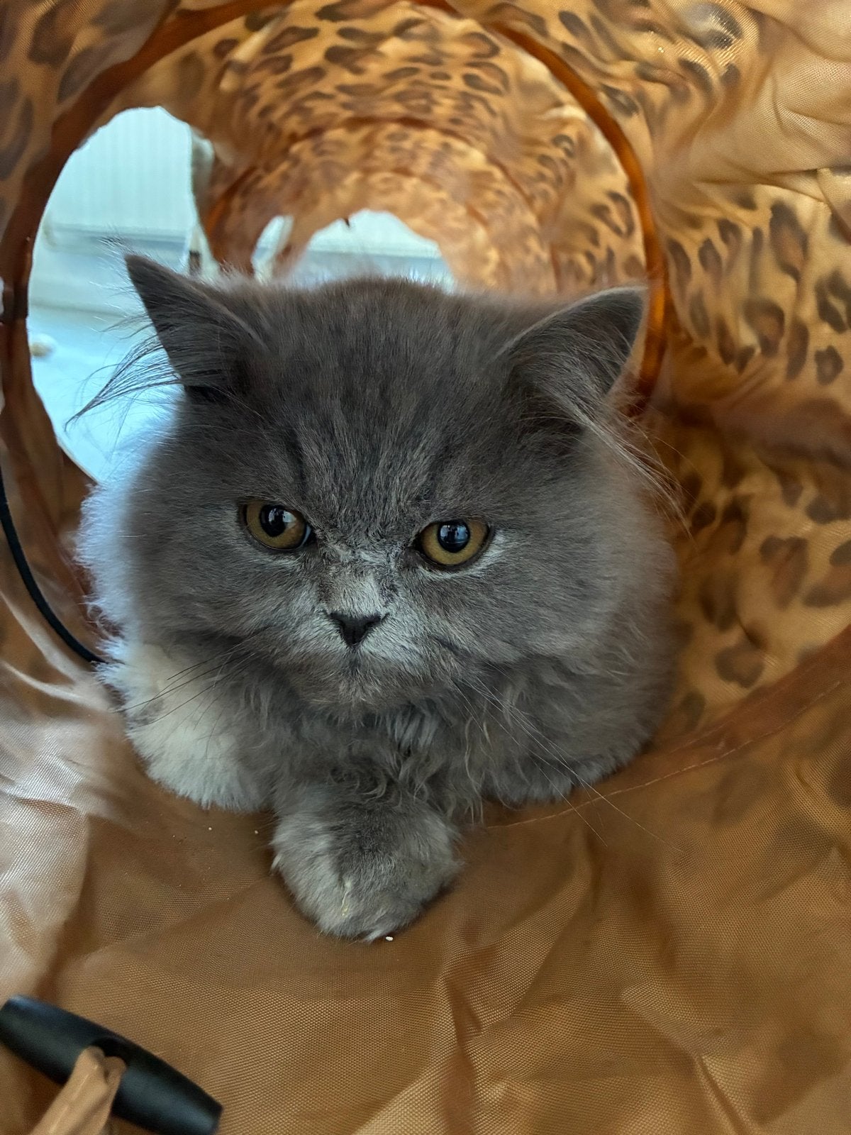 Britse lang haar kitten, Kater, Gechipt, 0 tot 2 jaar