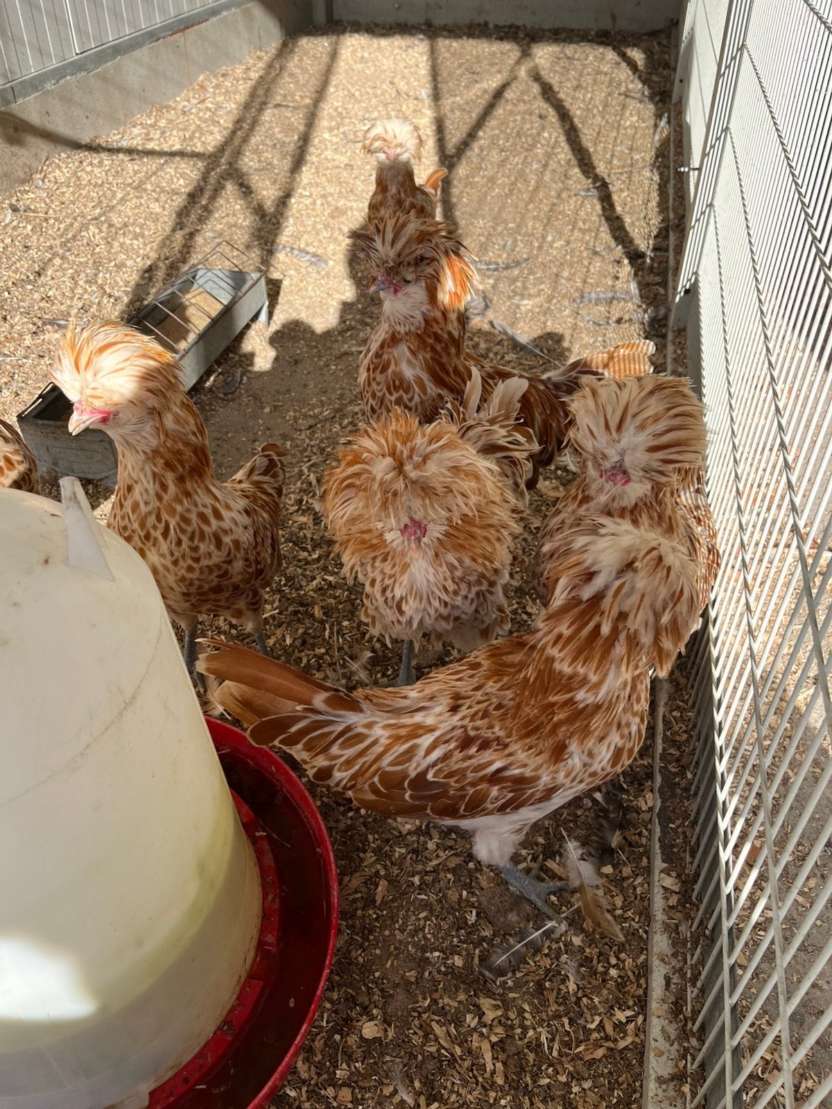 Gratis padua hanen, Dieren en Toebehoren, Mannelijk, Kip
