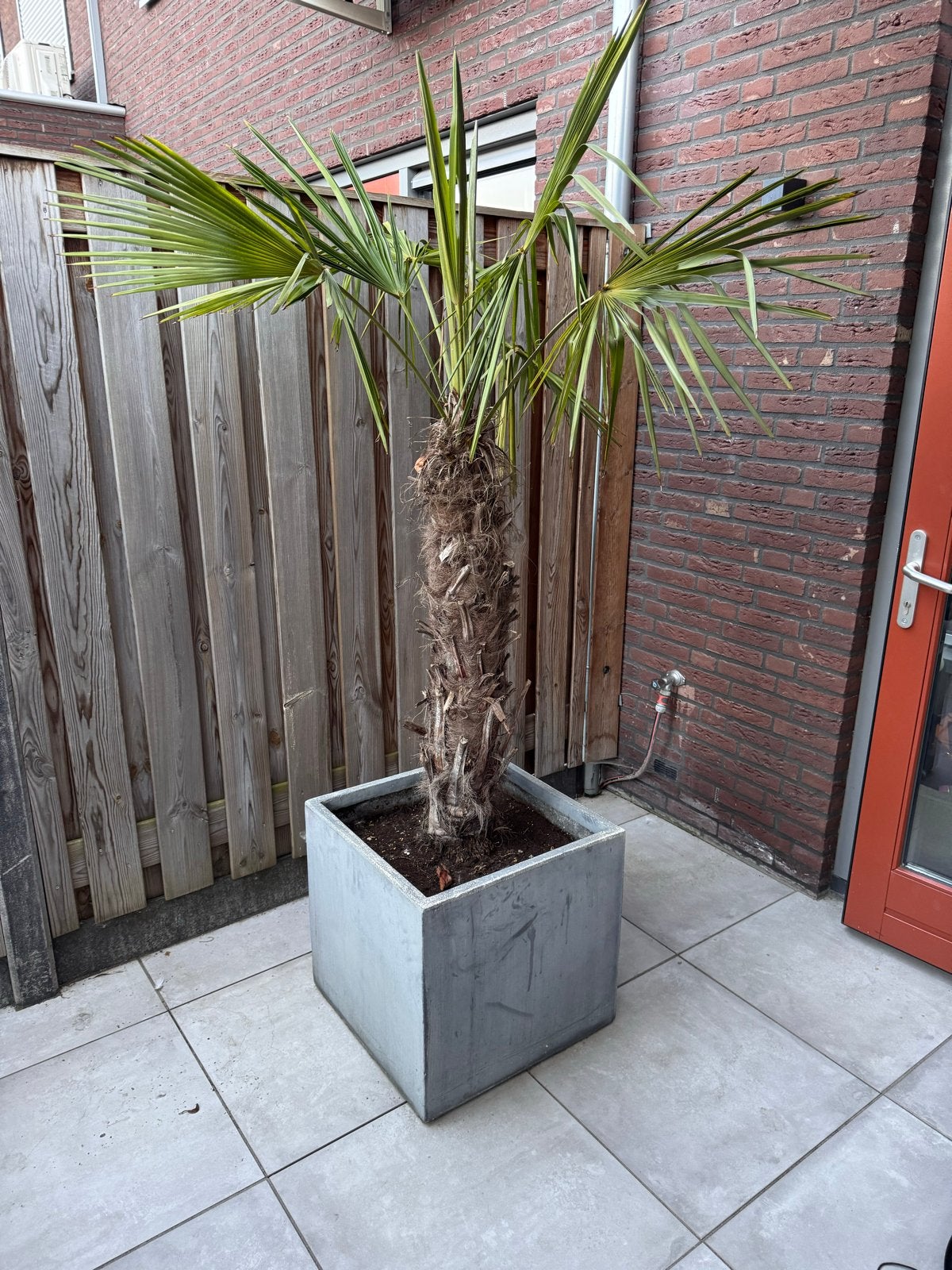 Chinese waaierpalm (Trachycarpus fortunei) - Stam 100cm, Volle zon, Vaste plant, Bloeit niet, Ophalen