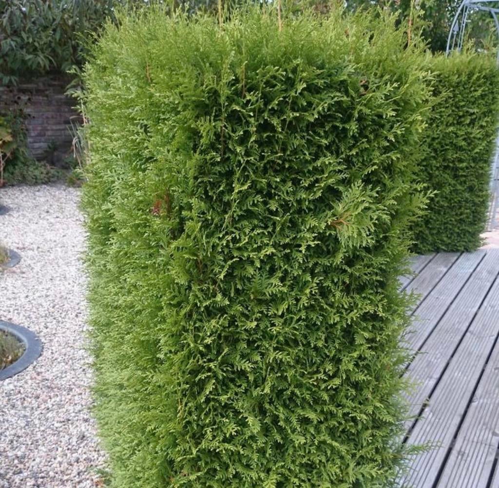 THUJA BRABANT conifeer, Tuin en Terras, Planten | Struiken en Hagen, Ophalen, Conifeer, 100 tot 250 cm