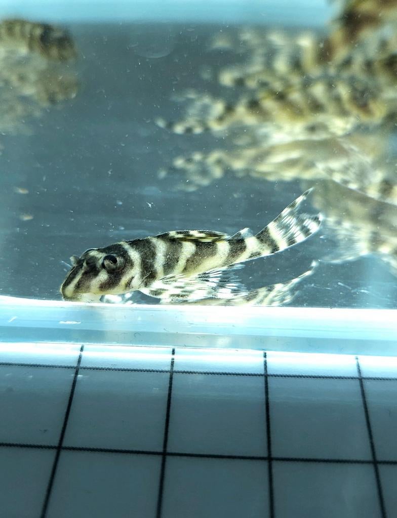 L333 pleco F1 Hypancistrus King Tiger, Vis, Zoetwatervis