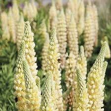 Zaden Lupine Chandelier, Tuin en Terras, Bloembollen en Zaden, Verzenden, Volle zon