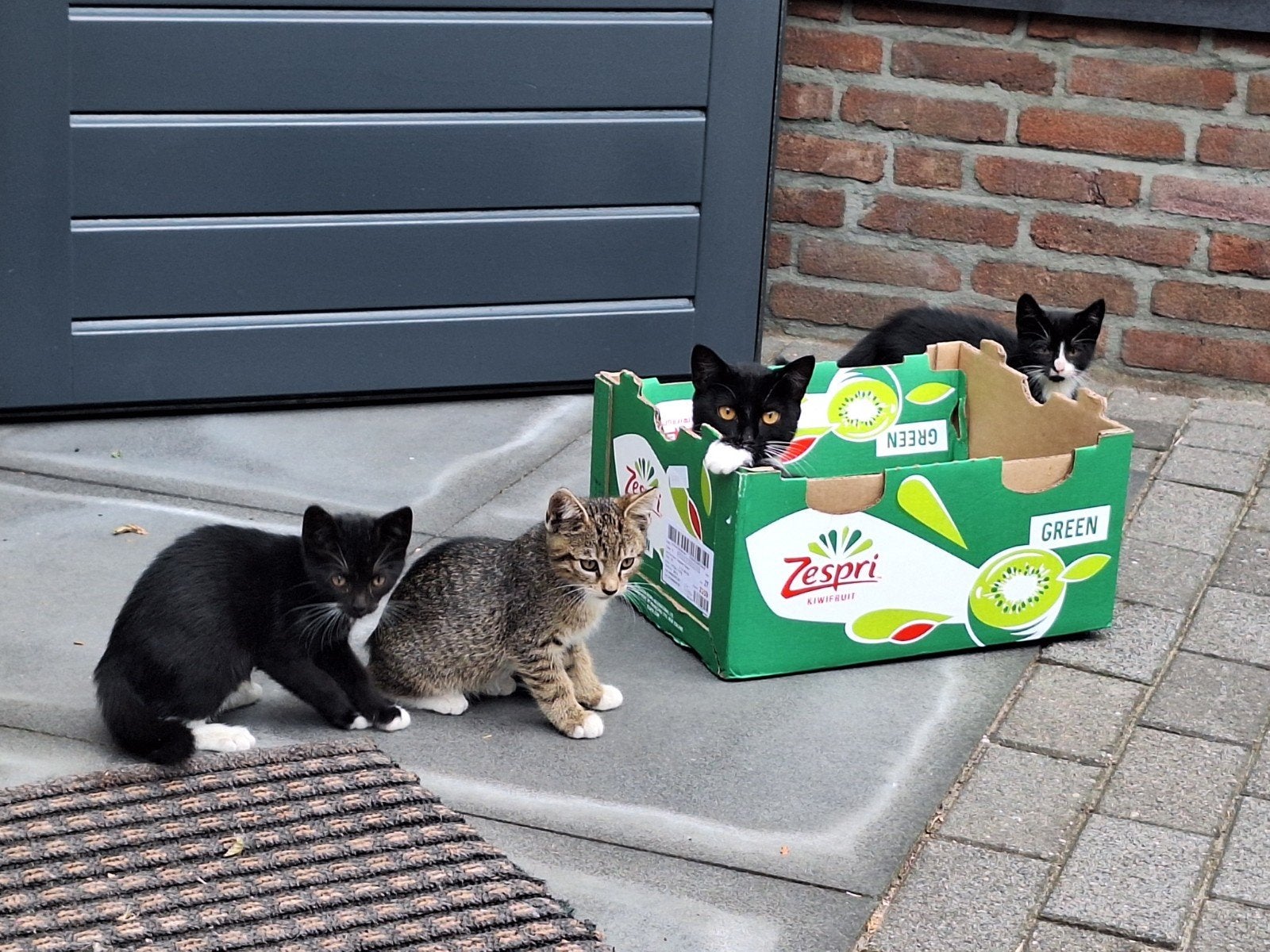 3 kittens
