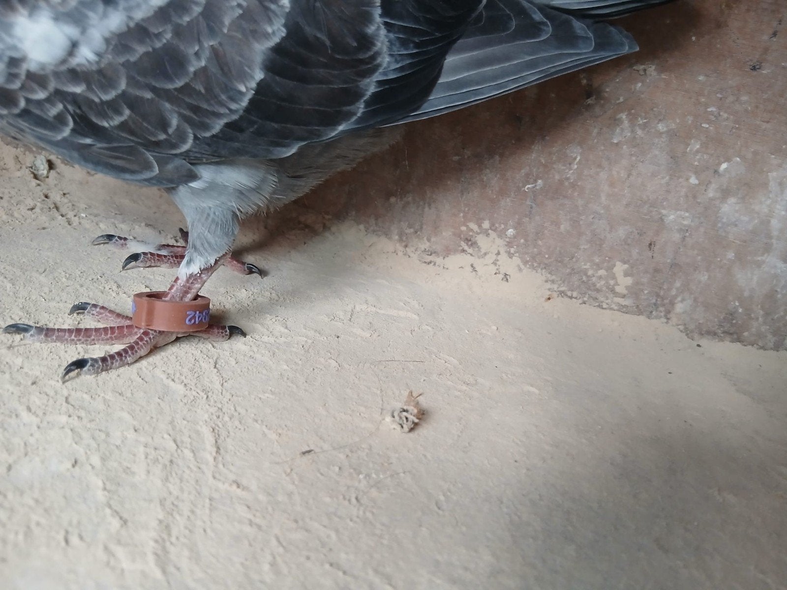 Een ring voor duiven en andere vogels met uw telefoonnummer., Meerdere dieren, Kip