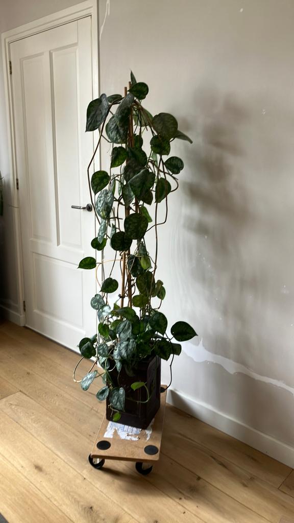 Scindapsus in pot, Ophalen, In pot, Halfschaduw, Minder dan 100 cm
