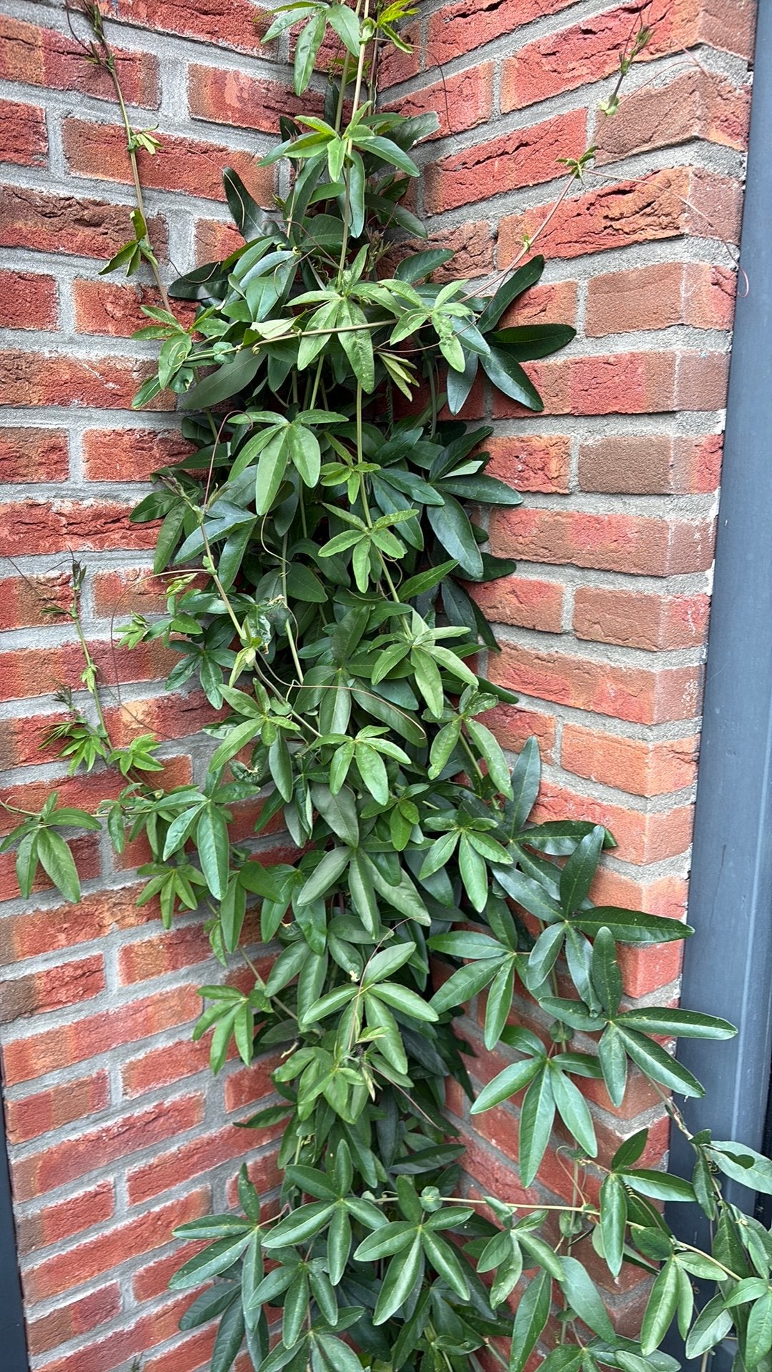 Grote stekken passieflora plant, Tuin en Terras, Planten | Struiken en Hagen, Ophalen, Overige soorten, Minder dan 100 cm