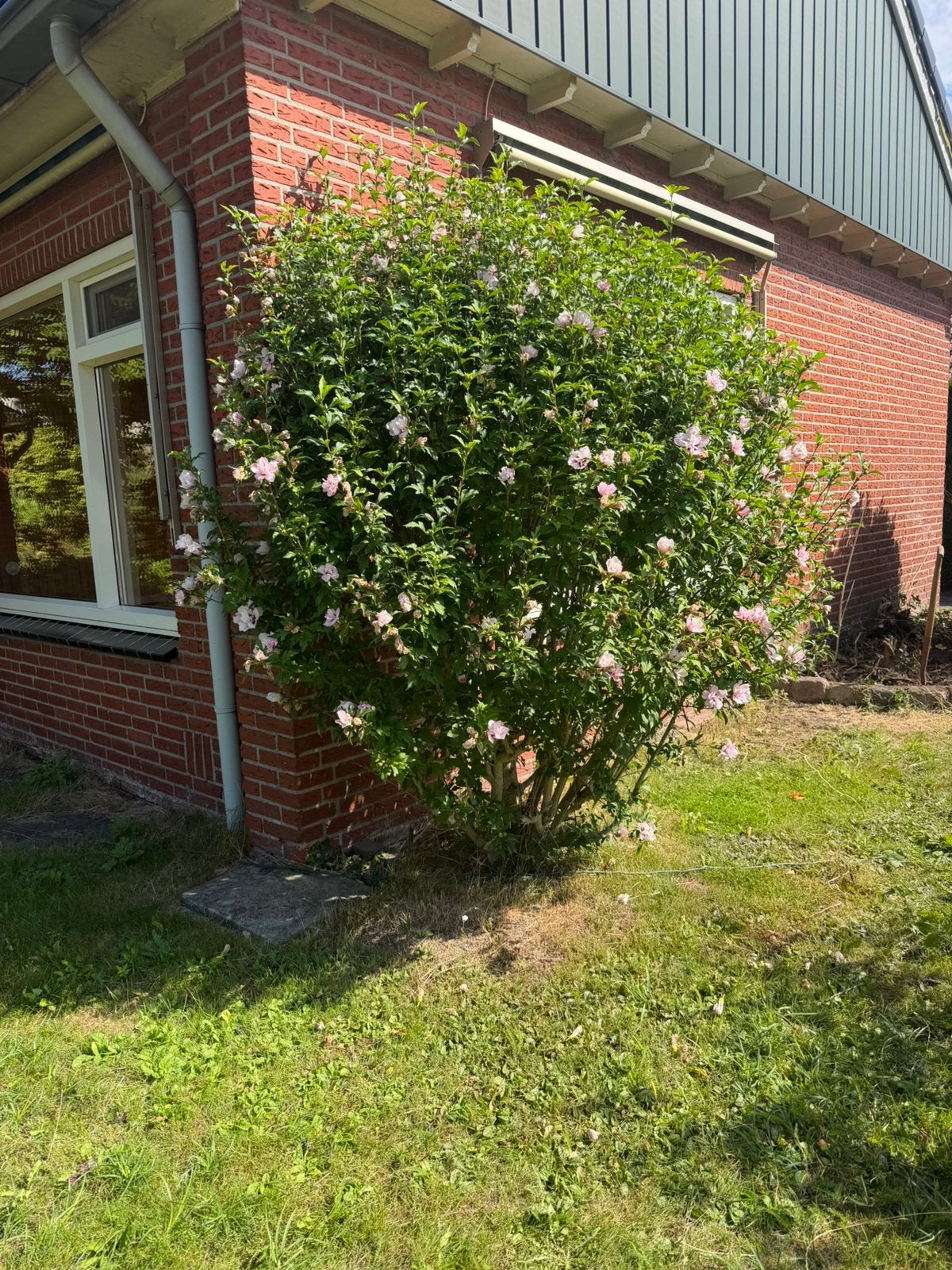 Hibiscus, Ophalen, Volle zon, Overige soorten