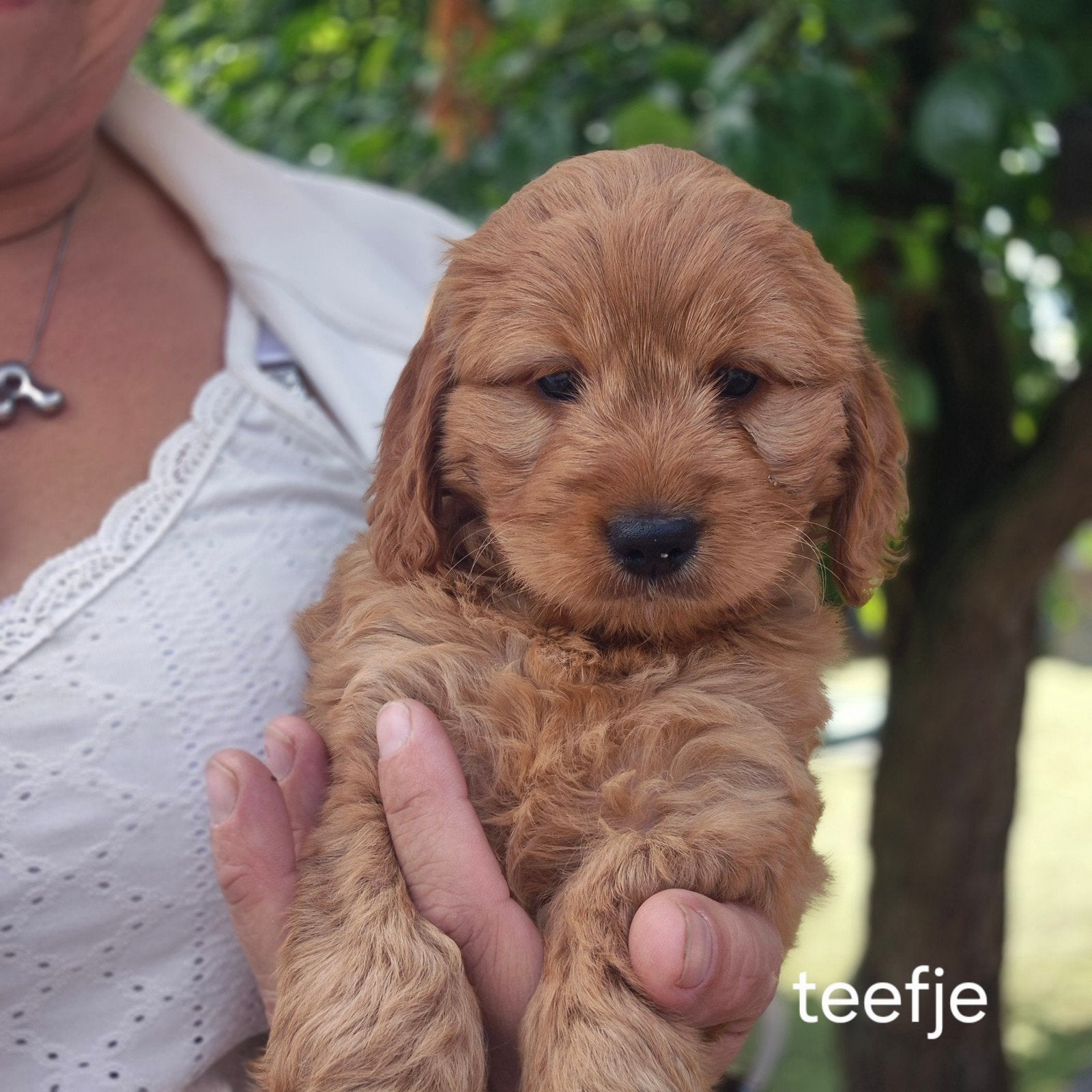 Cockapoo pups mogen nest verlaten🐶, Overige rassen, 8 tot 15 weken, Parvo, Meerdere dieren