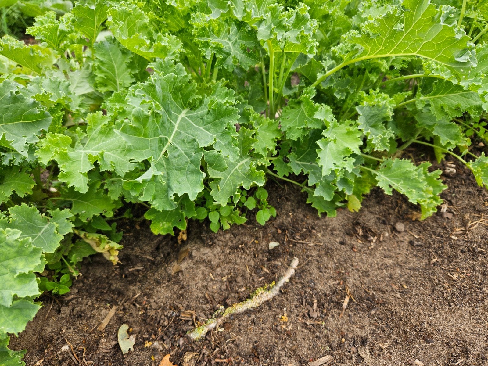 Boerenkool  plantjes, Ophalen, Overige soorten, Minder dan 100 cm