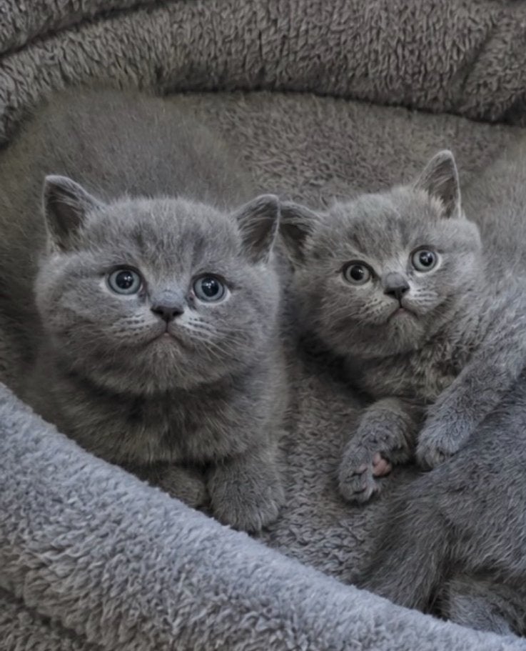 Britse Korthaar kitten (poesje), Meerdere dieren, Ontwormd, 0 tot 2 jaar