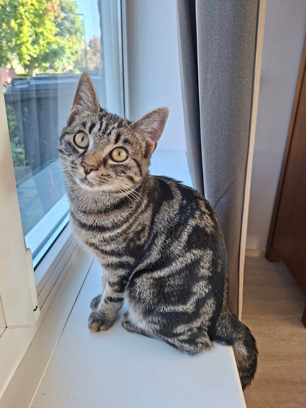 grijze tijger kitten, Poes, 0 tot 2 jaar