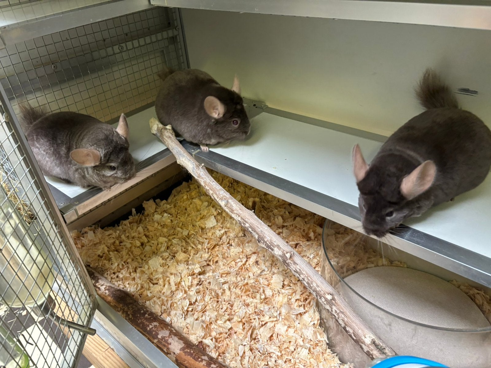 Drie chinchilladames zoeken samen een fijn thuis, Dieren en Toebehoren, Juni, Meerdere dieren, Chinchilla