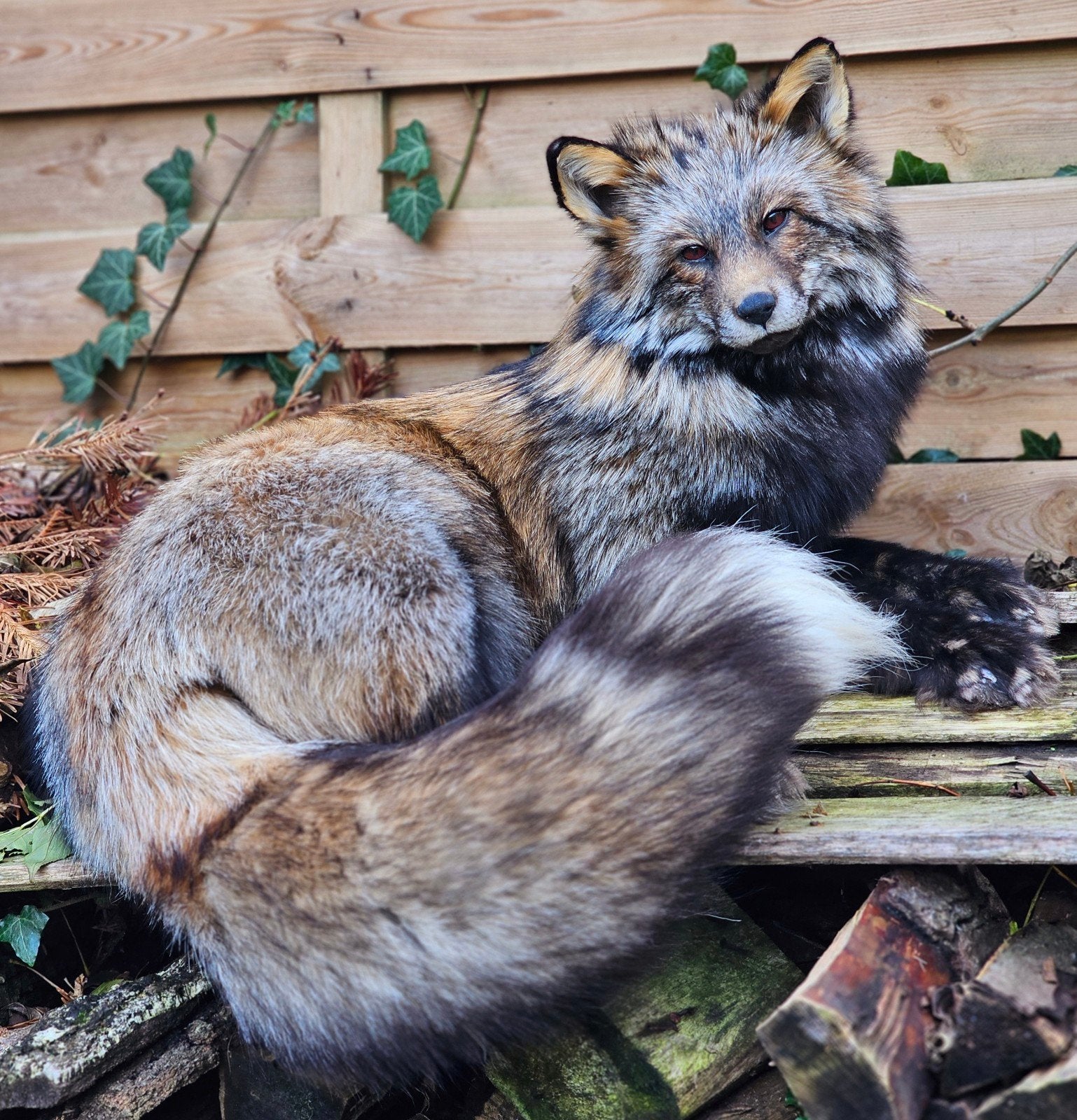 Mooie grote softmount vos taxidermie, Ophalen of Verzenden, Wild dier, Opgezet dier
